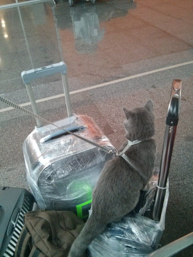 перевозка кота в Китай
