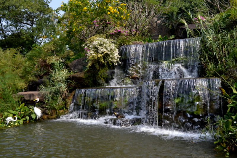 Lotus waterfall