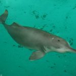 В КНР обнаружили речного дельфина, считавшегося исчезнувшим видом
