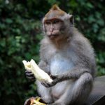 Лес обезьян на Бали, Убуд