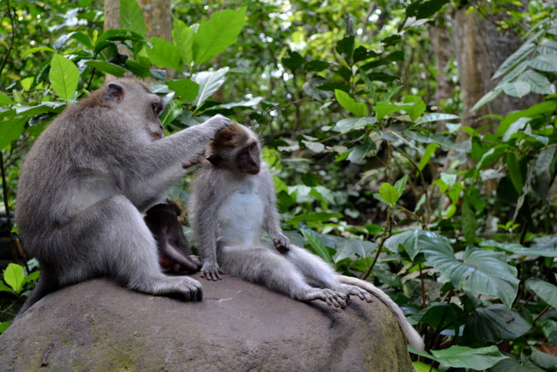 лес обезьян на Бали