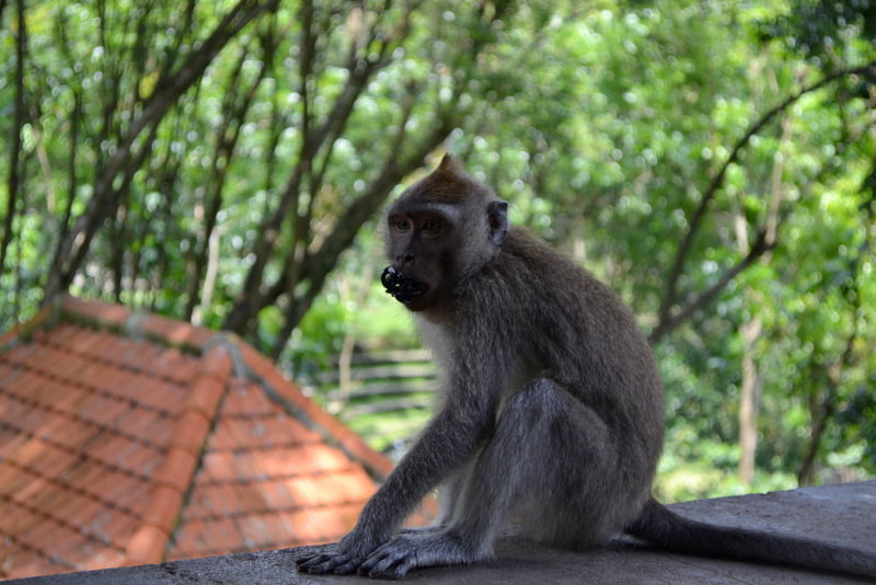 лес обезьян на Бали