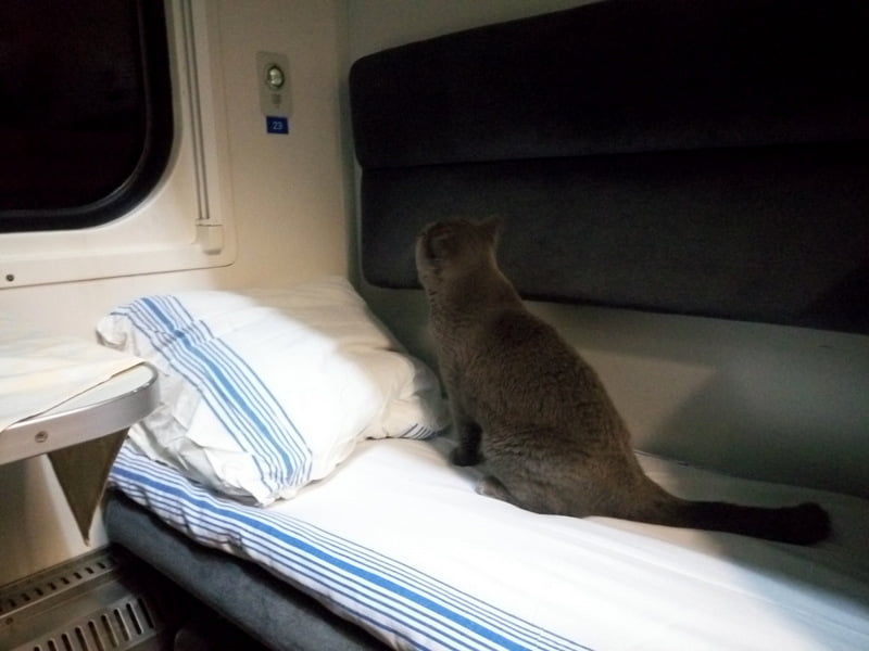 Перевозка кота в поезде